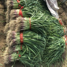 湖北精品红根蒜苗 大量上市 品质保证 量大从优一手货源