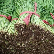 【北京菜质量】一手货源，产地直发 武汉菜 电商货 都有