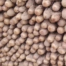 【实力推荐】陕西白玉山药 产地直发量大价优 可视频看货