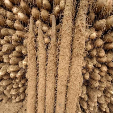 【实力推荐】陕西白玉山药 产地直发量大价优 可视频看货