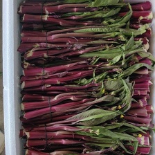 广东菜心，规模种植，保质保量