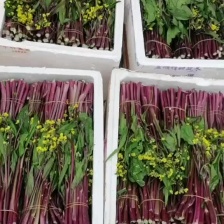 广东菜心，规模种植，保质保量