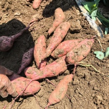 19高淀粉红薯，<font color=red>西瓜</font>红，烟薯25.大