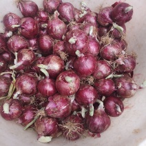 云南精品鲜洋葱元谋紫皮洋葱，产地货源稳定供应，可代发