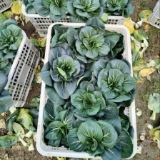 黄心乌塔菜即将上市