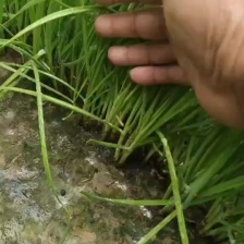 韭菜大量上市，25以上。