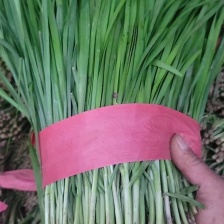 韭菜大量上市，25以上。