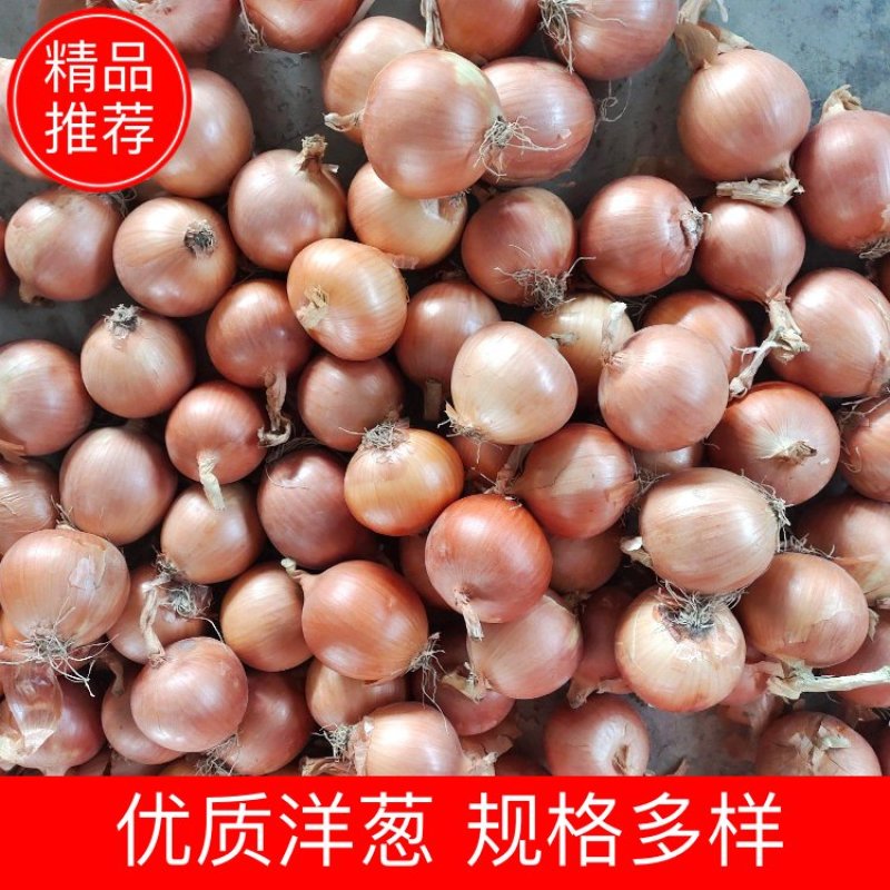 黄洋葱<font color=red>大葱</font>中葱小葱本地新黄葱现收现发