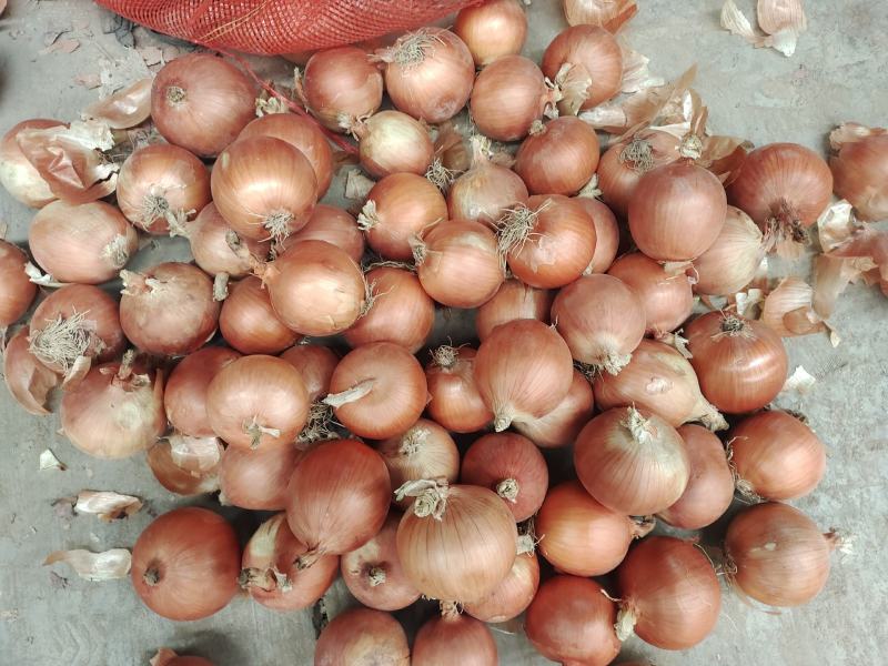 黄洋葱大葱中葱小葱本地新黄葱现收现发品质好硬度高规格全