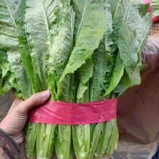 【精品油麦菜】产地直供全国发货品质保证，欢迎全国各地老板订货