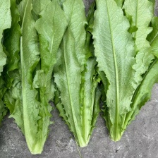 【精品油麦菜】产地直供全国发货品质保证，欢迎全国各地老板订货