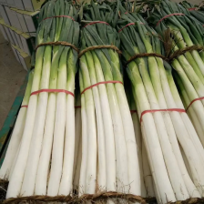 保定定州铁杆大葱大量上市货源充足价格实惠对接批发