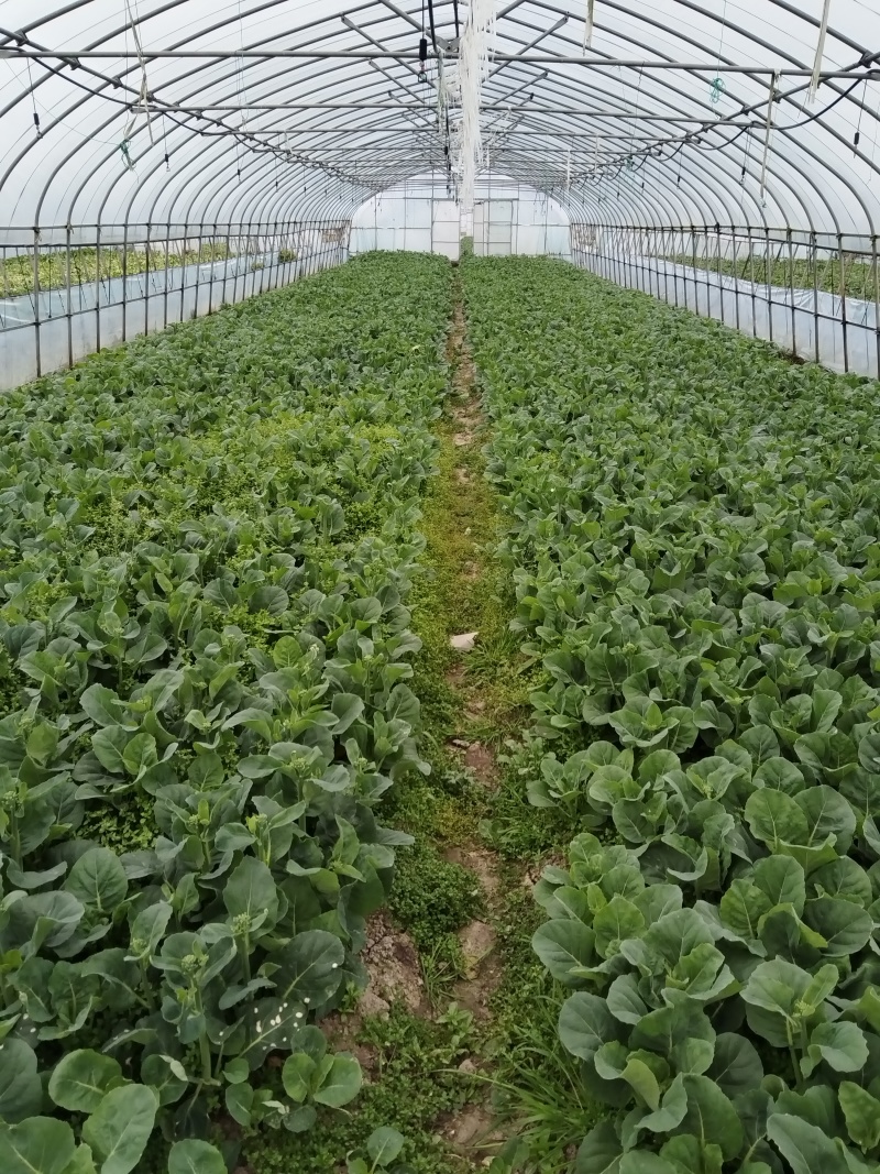 广东菜心 菜苔 产地长期直供，品质保证，诚信经营。