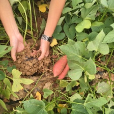 山东蜜薯<font color=red>西瓜</font>红大量供应市场。电商商超