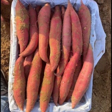 山东蜜薯西瓜红大量供应市场。电商商超规格齐全