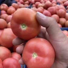 河南安阳<font color=red>西红柿</font>产地直供一手货源充足量