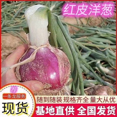 《红皮洋葱》二红洋葱 基地直供 现货供应 量大从优 全国代发