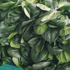 惠民县万家瓜菜专业合作社