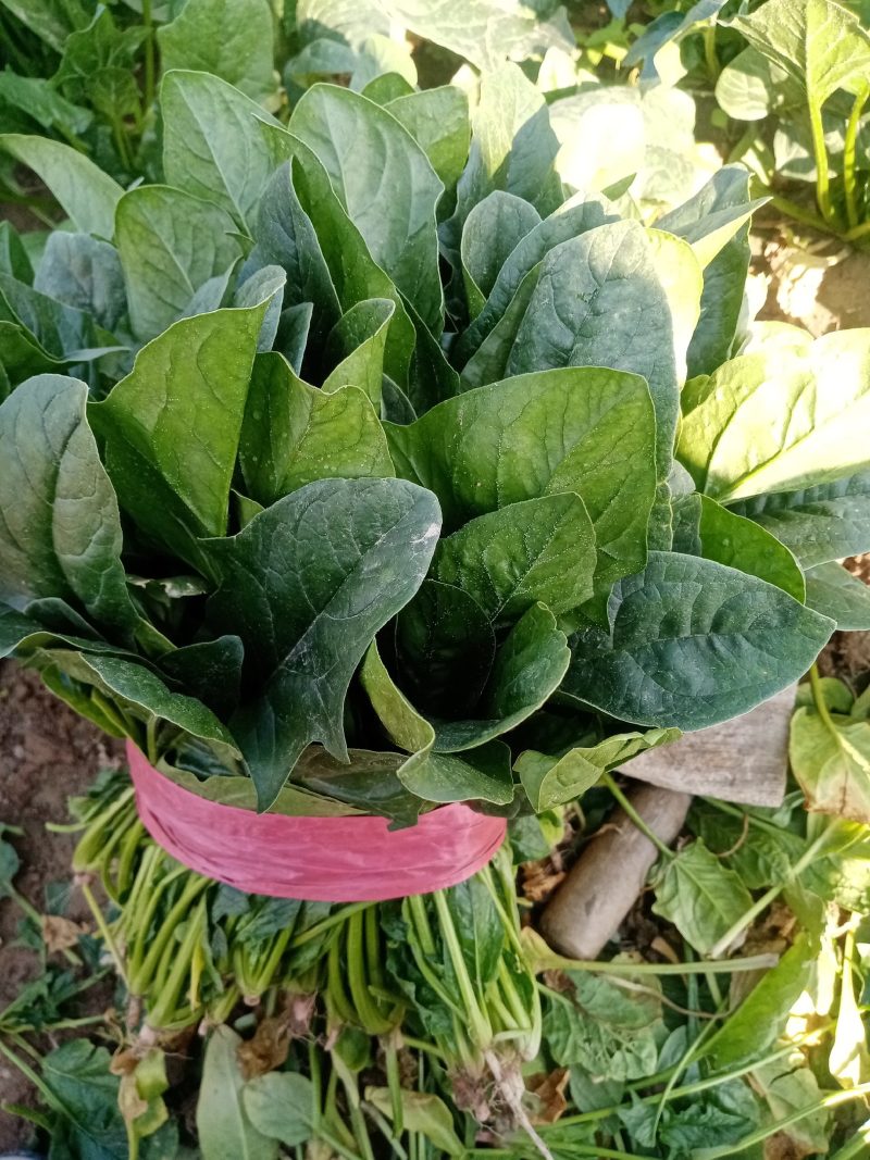 惠民县万家瓜菜专业合作社