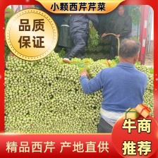 江苏<font color=red>芹菜</font> 小香芹 产地一手货源 量大