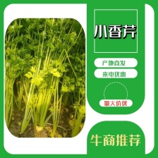 江苏芹菜 小香芹 产地一手货源 量大从优 实力代发全国