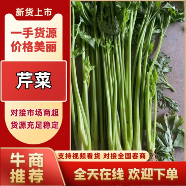 江苏芹菜 小香芹 产地一手货源 量大从优 实力代发全国
