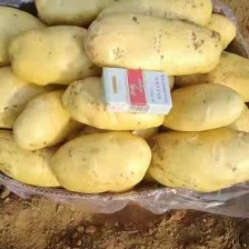 【来电议价土豆】荷兰806土豆内蒙古供货一手货源协助找车电
