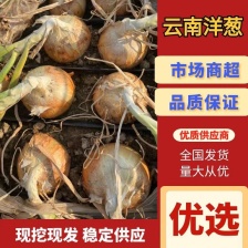 开封二红洋葱大量上市产地直发,对接市场 商超质量保证欢迎