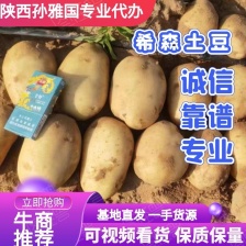黄心土豆 沃土土豆 基地直发 对接市场 商超 电商
