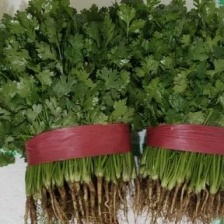 精品<font color=red>香菜</font>杆青叶绿标准高度大量上市专业