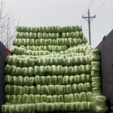 北京3号白菜，产地河北，基地货源，质量保证，