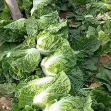 北京3号白菜，产地河北，基地货源，质量保证，