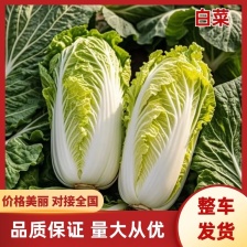 北京3号白菜，产地河北，基地货源，质量保证，