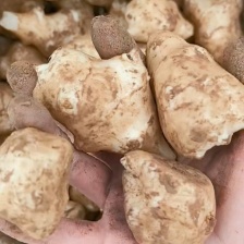 2025年8月河南灵宝大量白洋姜上市，需要的赶紧联系我