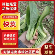 精品快菜大量供应电商，超市，各地批发市场等！长年有货！！