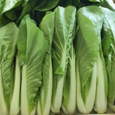 精品快菜大量供应电商，超市，各地批发市场等！长年有货！！