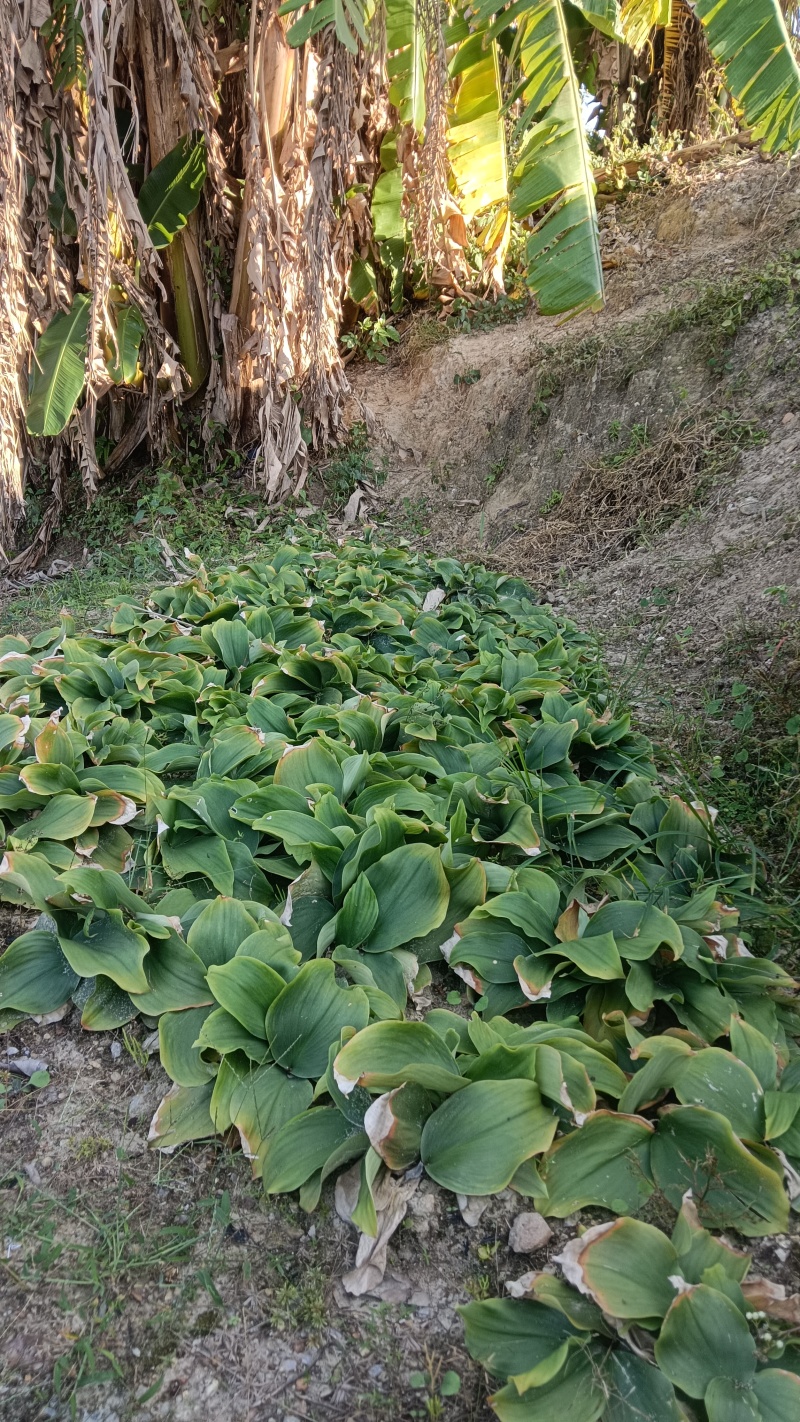 现挖沙姜，月底开售，