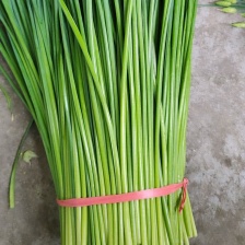 万亩耐寒韭苔韭菜韭苔基地对接各大市场和电商平台诚信合作，