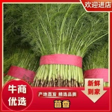 邯郸茴香一手资源产地直发 大量有货