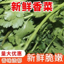 露天精品<font color=red>香菜</font>，高，矮。都有，质量很好