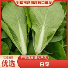 [精品]基地直发 精品快菜大量上市品质保障