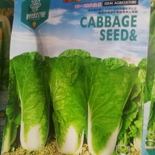 [精品]基地直发 精品快菜大量上市品质保障