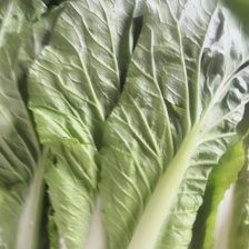 [精品]基地直发 精品快菜大量上市品质保障