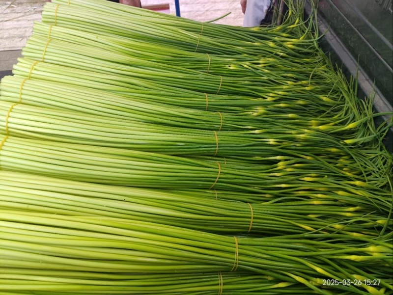 蒜苔  白帽蒜苔  精品小把  产地直销  价格便宜