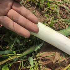 长白<font color=red>大葱</font>