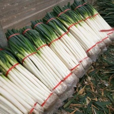 长白大葱