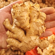 姜母 姜巴 姜头 电商平台 食堂餐饮 食品加工 货源充足