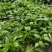 苋菜 产区一手货源 对接全国采购商 欢迎选购