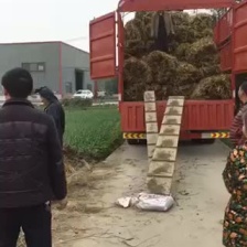 空心菜老杆子自产自销