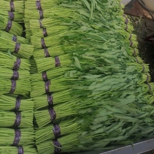 空心菜老杆子自产自销